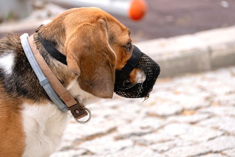 강아지가 무는 이유