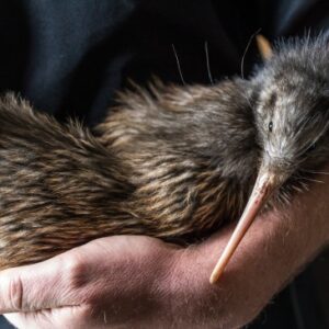 ‘생태계의 보고’ 뉴질랜드 야생동물 만나러 떠나는 생태 여행