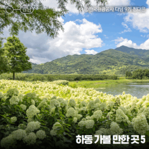 경남 하동 여름여행 가볼만한곳, 삼성궁, 도심다원, 동정호, 술상항(하동 술상마을), 유로제다, 여름꽃 목수국 명소