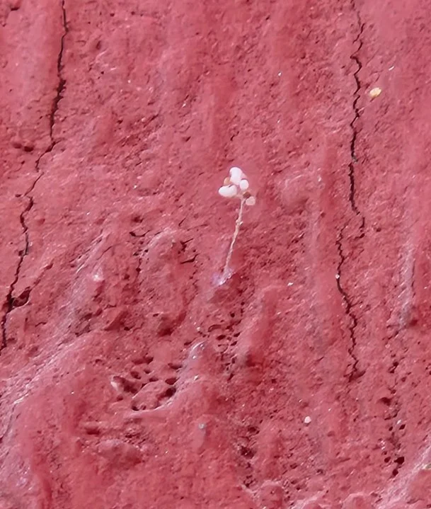 3000년의 기다림인가 자연의 신비인가? 통도…