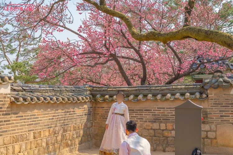 활짝핀 2026 홍매화 유명한곳 BEST 3 …