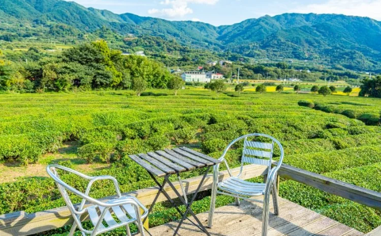 매암제다원 (매암차박물관)