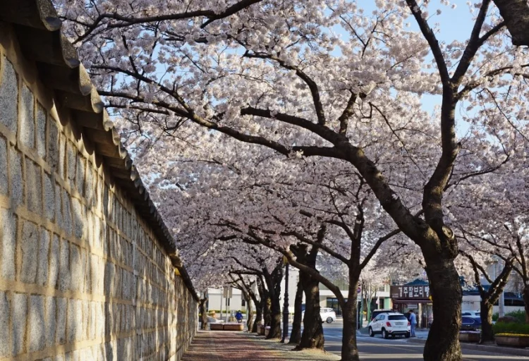 2026 경주 벚꽃축제 일정과 명소 5곳 당일…