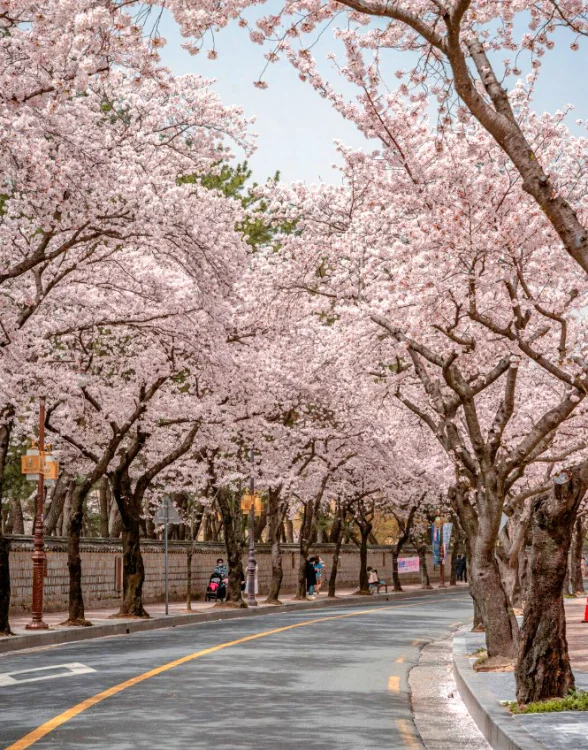 2026 경주 대릉원 돌담길 벚꽃