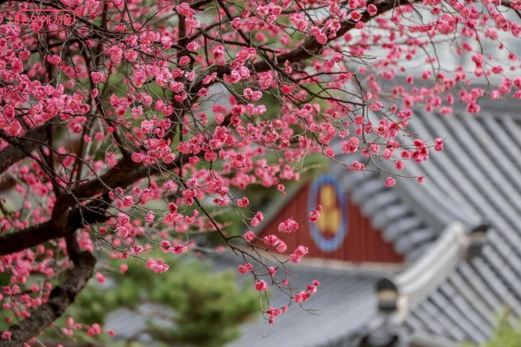 서울 봉은사 홍매화 명소 위치와 실시간 개화시기 사진 찍는법