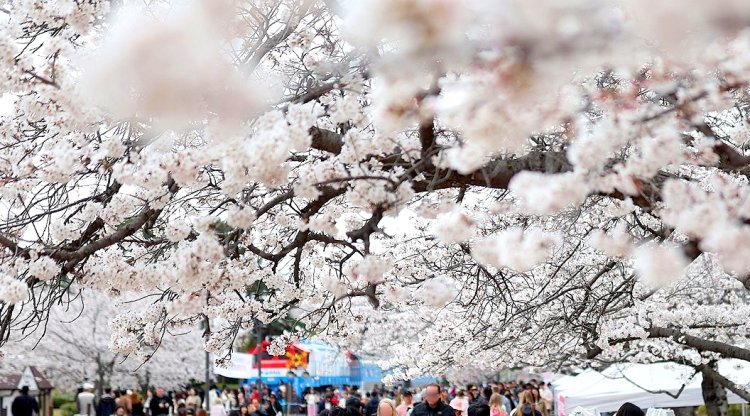 진해군항제 벚꽃축제 풍경