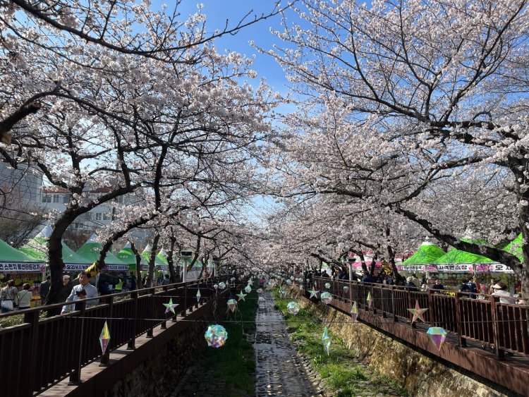 2026 진해군항제 벚꽃 축제 일정과 초대가수 맛집 숙소 총정리