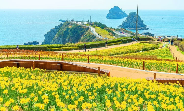 오륙도 해맞이공원 수선화 개화