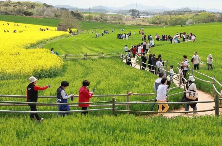 고창 청보리밭 축제