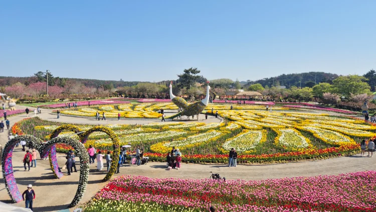 태안 튤립축제