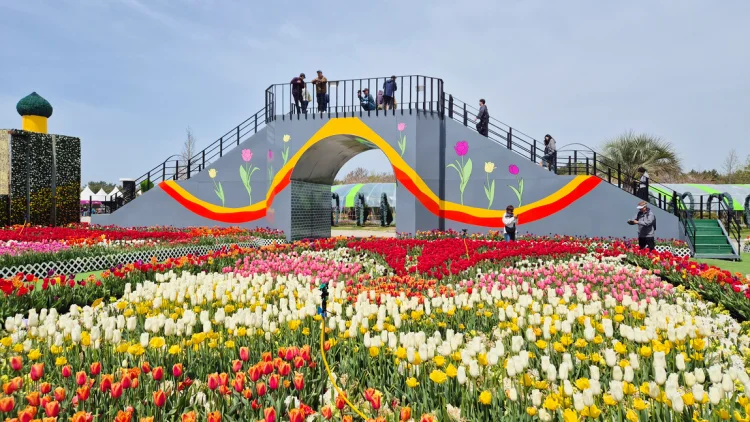 태안 튤립축제