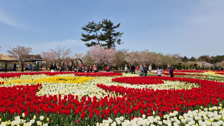 태안 튤립축제 입장료